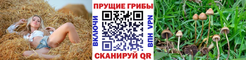 Псилоцибиновые грибы GOLDEN TEACHER  Дмитровск 